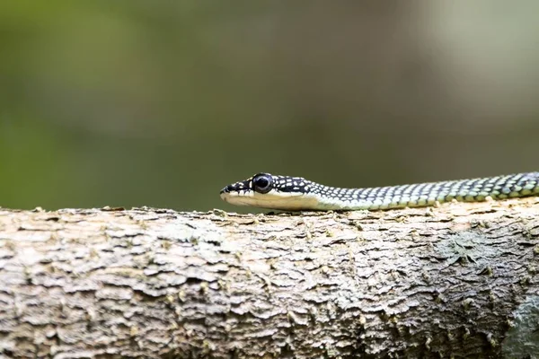 Uçan altın bir yılanın portresi, Chrysopelea ornata, bir dalın üzerinde. 