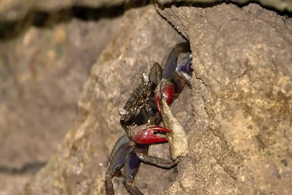 Singapore Vinegar Crab Episesarma Singaporense Mud Burrow Mangrove Forest — Stock Photo, Image