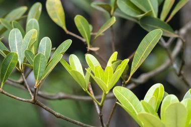 Siyam balsa ağacının yaprakları ve dalları, Alstonia spatulata