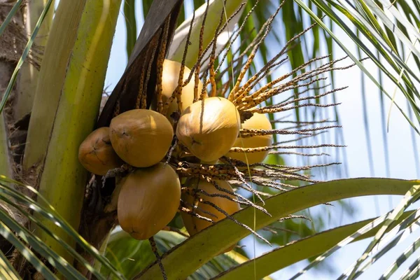 树上的椰子果 椰子果 — 图库照片
