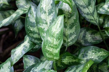Zehirli dart bitkisinin yaprakları, Aglaonema Commutatum