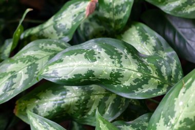 Zehirli dart bitkisinin yaprakları, Aglaonema Commutatum
