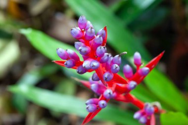 Güney Amerika 'dan bir bromeliad türü olan Aechmea weilbachii bitkisinin enfeksiyonu. 