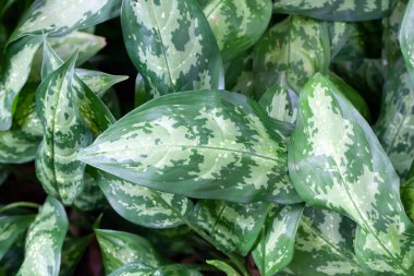 Zehirli dart bitkisinin yaprakları, Aglaonema Commutatum