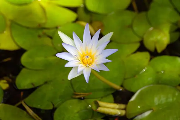 Квітка Тропічної Королівської Водяної Лілії Nymphaea Elegans — стокове фото