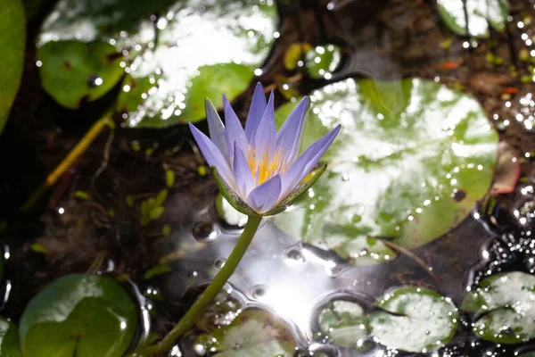 Tropikal Bir Kraliyet Çiçeği Sulu Sulu Nymphaea Elegans — Stok fotoğraf