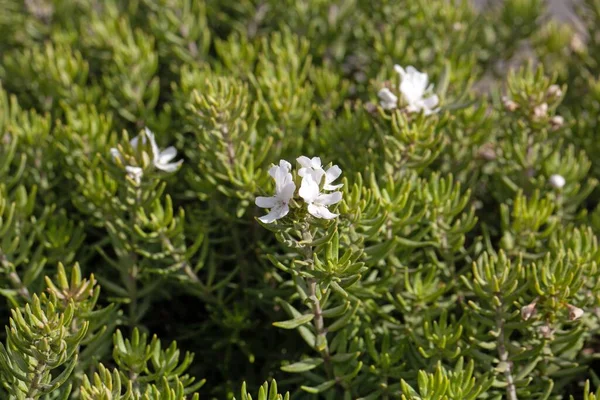 Flower Coastal Rosemary Shrub Westringia Fruticosa — Stock Photo, Image