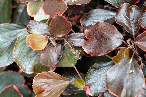 Inflorescência Folhagem Uma Planta Copperleaf Acalypha Wilkesiana — Fotografia de Stock