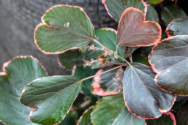 Inflorescência Folhagem Uma Planta Copperleaf Acalypha Wilkesiana — Fotografia de Stock