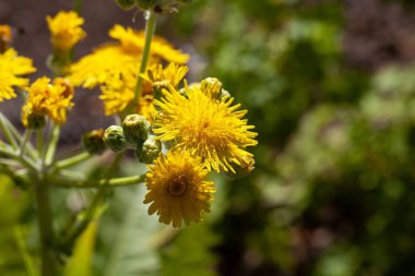 Karahindiba türünün çiçekleri, Tenerife ve Gran Canaria 'da yaygın bir tür olan Sonchus acaulis. 