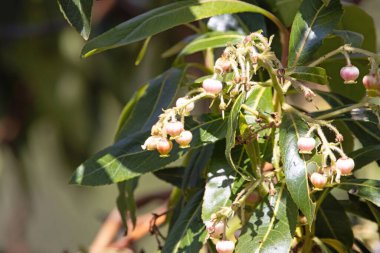 Kanarya Adaları Çilek Ağacı, Arbutus kanaryasının çiçekleri, Kanarya Adaları 'na özgü bir türdür.. 