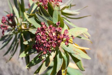 Bir tabaiba majorera bitkisinin çiçekleri, Euphorbia atropurpurea, Tenerife Adası 'nda yaygın bir tür..