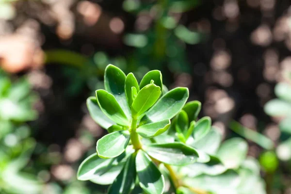 当地的一种药用植物和食用植物 胡椒属植物的叶子 — 图库照片