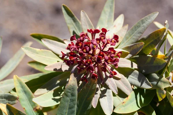 Blommor Tabaiba Majorera Euphorbia Atropurpurea Endemisk Art Teneriffa — Stockfoto