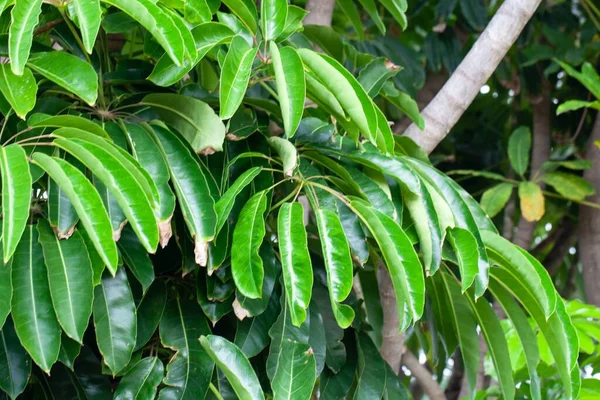 Hojas Árbol Paraguas Australiano Heptapleurum Actinophyllum —  Fotos de Stock