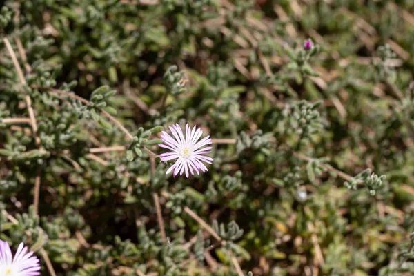 Kıllı bir çiy çiçeğinin çiçeği, Drosanthemum onun pidomu