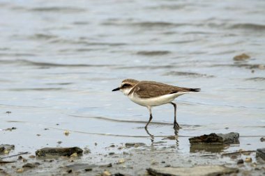 Bir Kentish pulluğu, Charadrius Alexandrines, kumsalda.