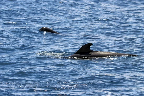 在特内里费岛附近 一只雌性短鳍领航鲸 Globicephala Macrorhynchus 带着一头小鲸 — 图库照片