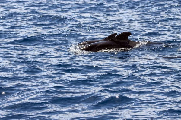 在特内里费岛附近 一只雌性短鳍领航鲸 Globicephala Macrorhynchus 带着一头小鲸 — 图库照片