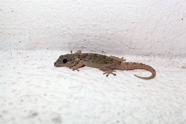 Τείχος Της Τενερίφη Gecko Tarentola Delalandii Ενδημικό Είδος Των Καναρίων — Φωτογραφία Αρχείου