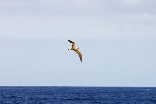 Una Pardela Escocesa Calonectris Diomedea Océano Atlántico Cerca Tenerife España — Foto de Stock