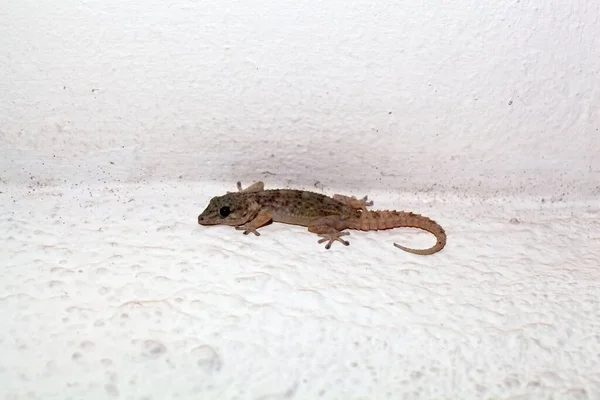 Τείχος Της Τενερίφη Gecko Tarentola Delalandii Ενδημικό Είδος Των Καναρίων — Φωτογραφία Αρχείου