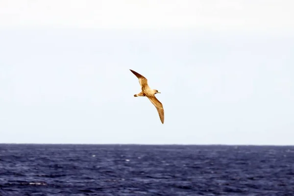 Een Pijlstormvogel Calonectris Diomedea Aan Atlantische Oceaan Bij Tenerife Spanje — Stockfoto