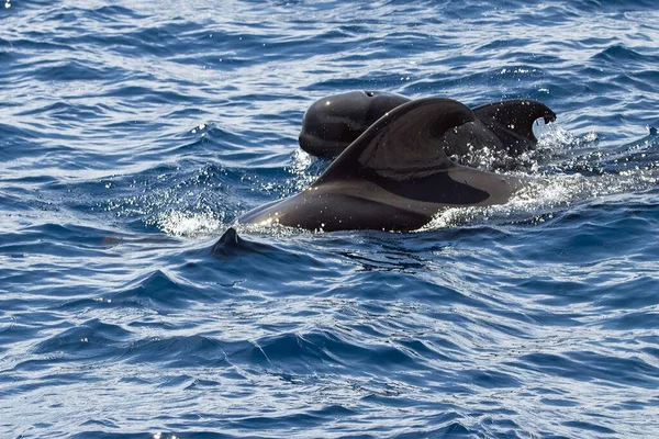 Uma Baleia Piloto Fêmea Globicephala Macrorhynchus Com Bezerro Perto Tenerife Imagens De Bancos De Imagens