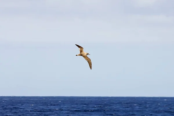 Een Pijlstormvogel Calonectris Diomedea Aan Atlantische Oceaan Bij Tenerife Spanje Rechtenvrije Stockfoto's
