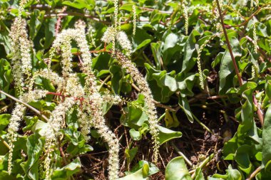 Madeira sarmaşığı, Anredera cordifolia çiçekleri, Kanarya Adaları ve Madeira 'dan gelen bir tür.. 