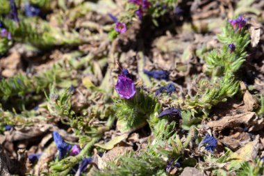 Mor engerek çiçekleri. Böcek ilacı, Echium plantagineum.