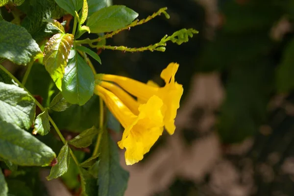 Flor Arbusto Trompeta Amarilla Tecoma Stans — Foto de Stock