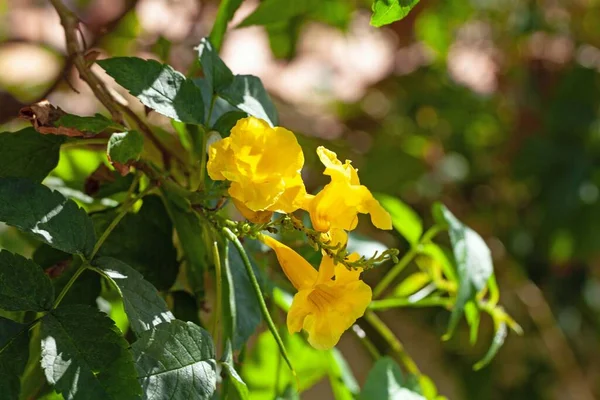 Blossom of a yellow trumpet bush, Tecoma stans
