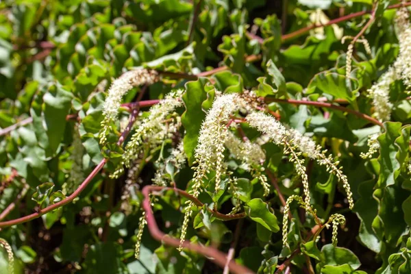 Flores Videira Madeira Anredera Cordifolia Uma Espécie Das Ilhas Canárias — Fotografia de Stock