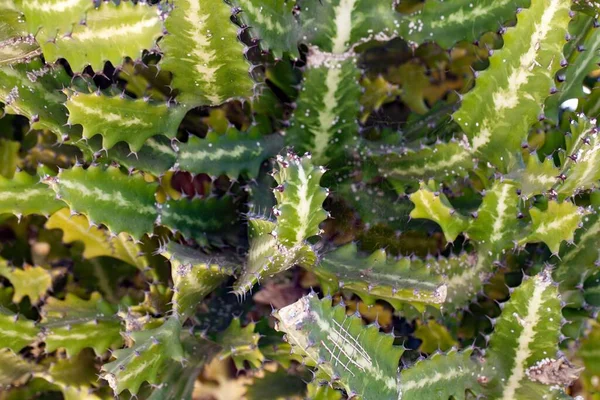 Filialer Till Fläckig Taggbuske Euphorbia Lactea — Stockfoto