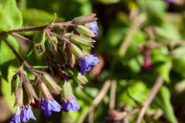 Akciğer otu türünün çiçeği Pulmonaria mollis, Avrupa ve Asya 'dan gelen bir tür.. 