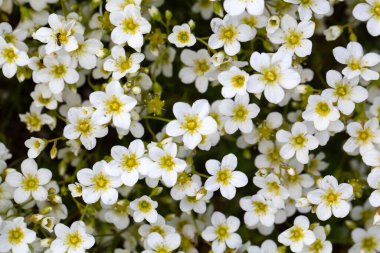 Saksafonunun çiçekleri, Saxifraga exarata