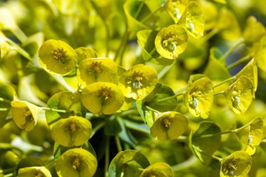 Akdeniz filizli çiçeklerinin makro fotoğrafı, Euphorbia 