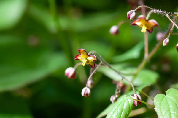 Kwiaty Jałowca Alpejskiego Epimedium Alpinum — Zdjęcie stockowe