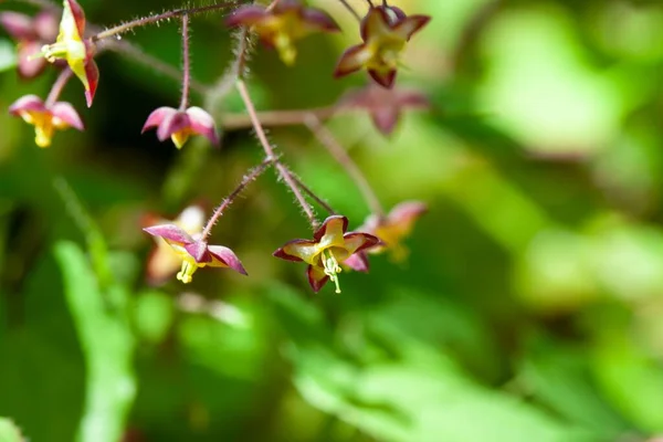 Άνθη Αλπικού Barrenwort Epimedium Alpinum — Φωτογραφία Αρχείου