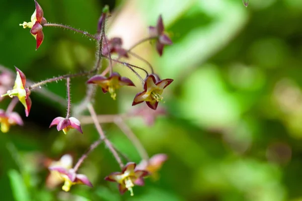 高山植物の花 エピメディウム アルミニウム — ストック写真