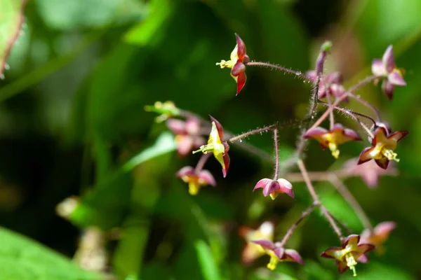 Flores Barrenwort Alpino Epimedium Alpinum — Fotografia de Stock
