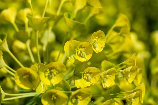 Macro Fénykép Mediterrán Spurge Virágok Euphorbia Characias — Stock Fotó