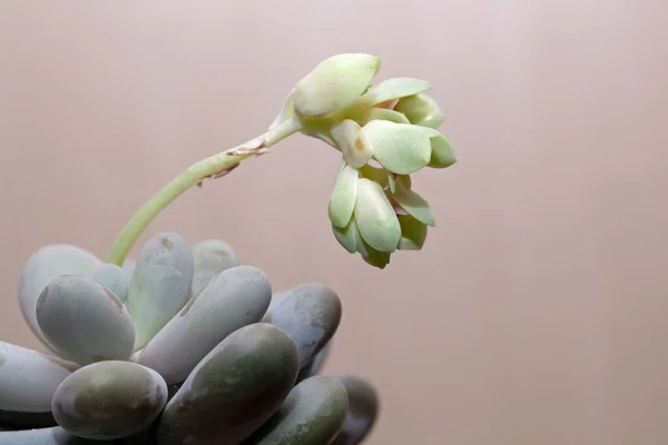 식물의 Pachyphytum Oviferum — 스톡 사진