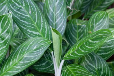 Çin 'in yemyeşil türlerinden Aglaonema nitidum yaprakları