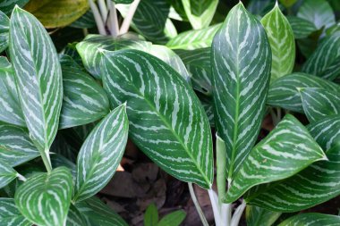 Çin 'in yemyeşil türlerinden Aglaonema nitidum yaprakları