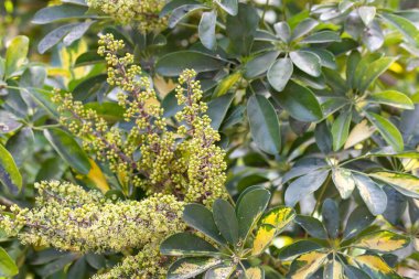 Heptapleurum arboricola, cüce şemsiye ağacının enfeksiyonu.