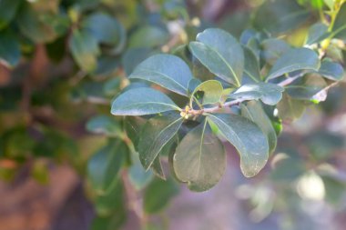 Kanarya Adaları 'nın soyu tükenmekte olan bir türü olan Maytenus kanaryasının yaprakları