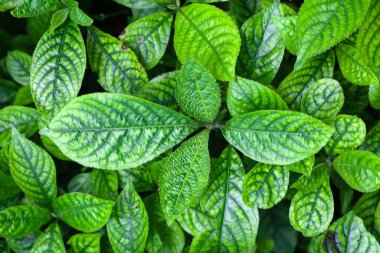 Acanthaceae türünün yaprakları Strobilanthes crispa, tıbbi bir bitki.. 