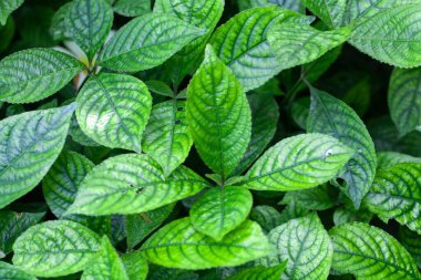 Acanthaceae türünün yaprakları Strobilanthes crispa, tıbbi bir bitki.. 